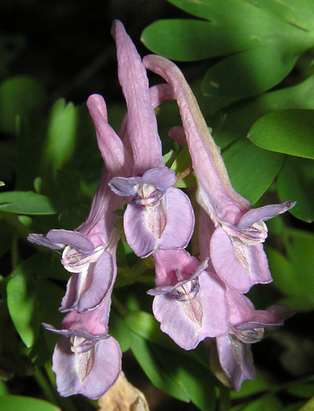 Hohler Lerchensporn, Corydalis cava